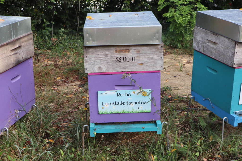 La ruche Locustelle tachetée