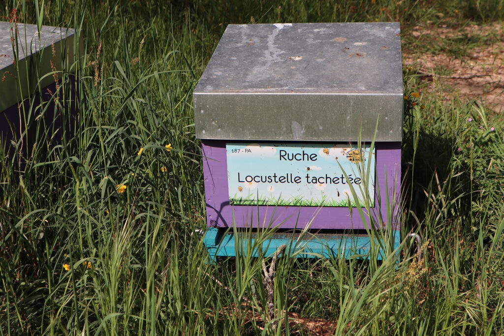 La ruche Locustelle tachetée