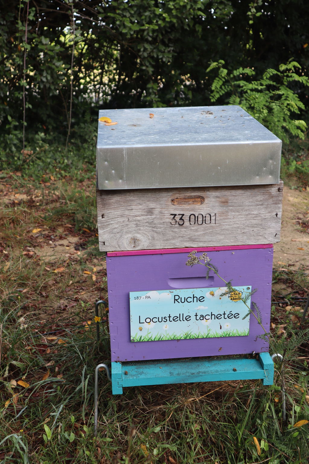 La ruche Locustelle tachetée