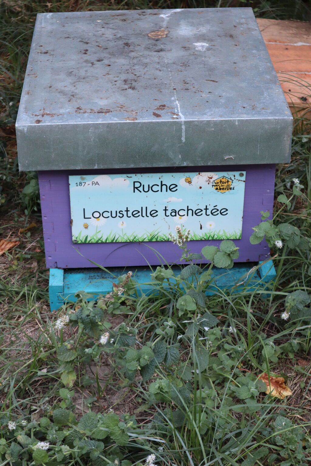 La ruche 