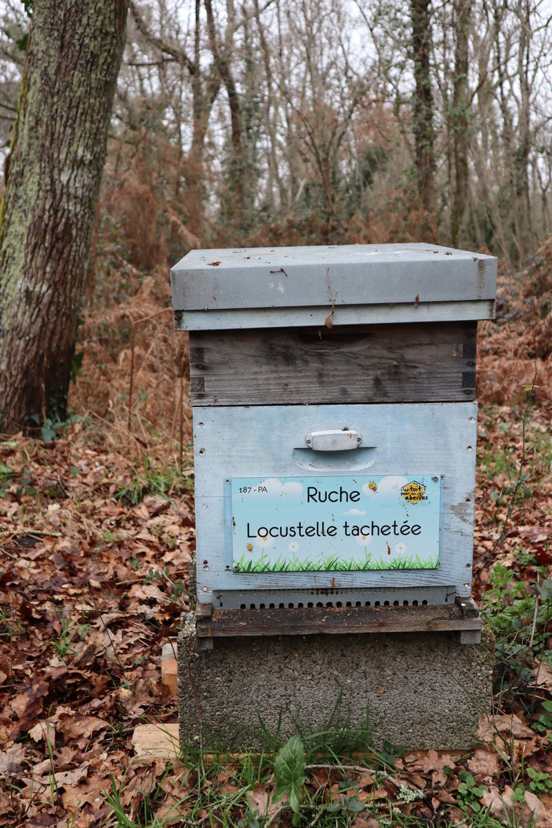 La ruche Locustelle tachetée