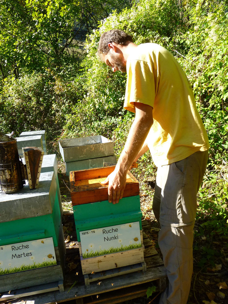 La ruche Nunki
