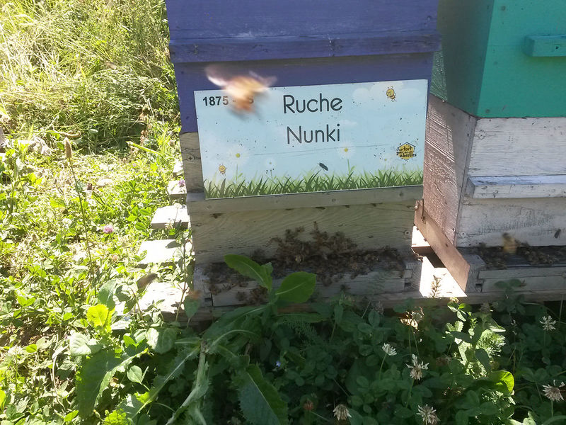 La ruche Nunki