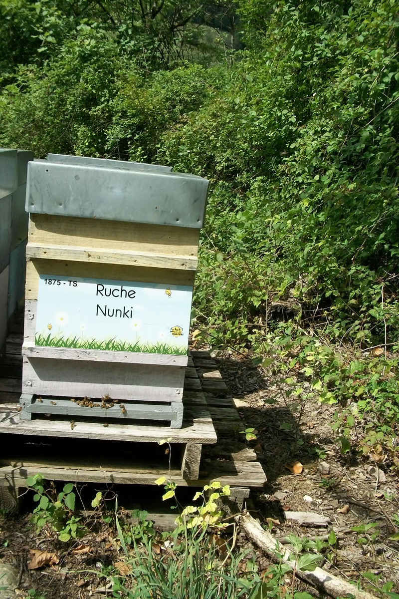 La ruche Nunki