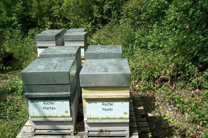 La ruche Nunki