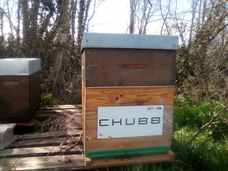 La ruche CHUBB