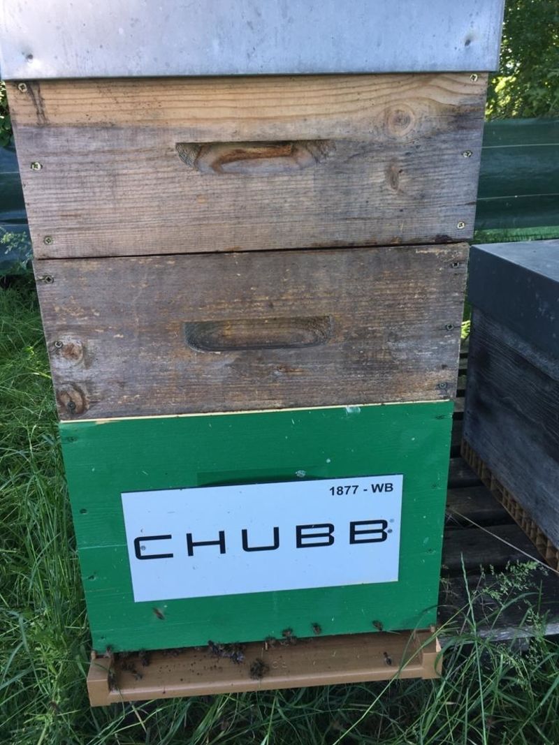 La ruche CHUBB