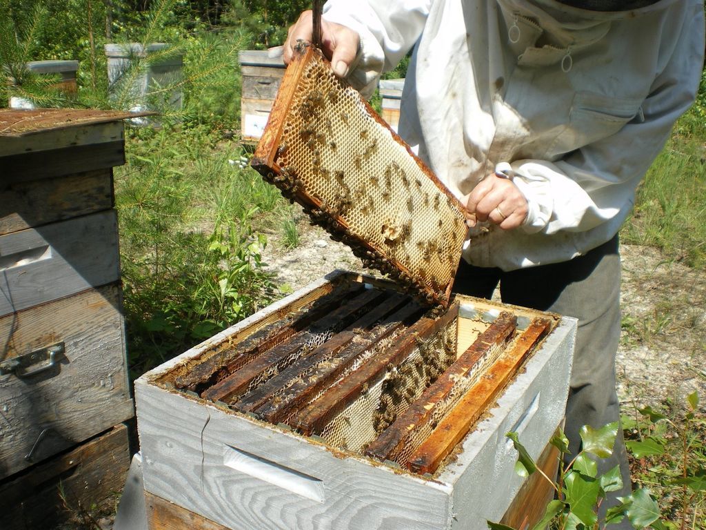 La ruche Cisticole des joncs