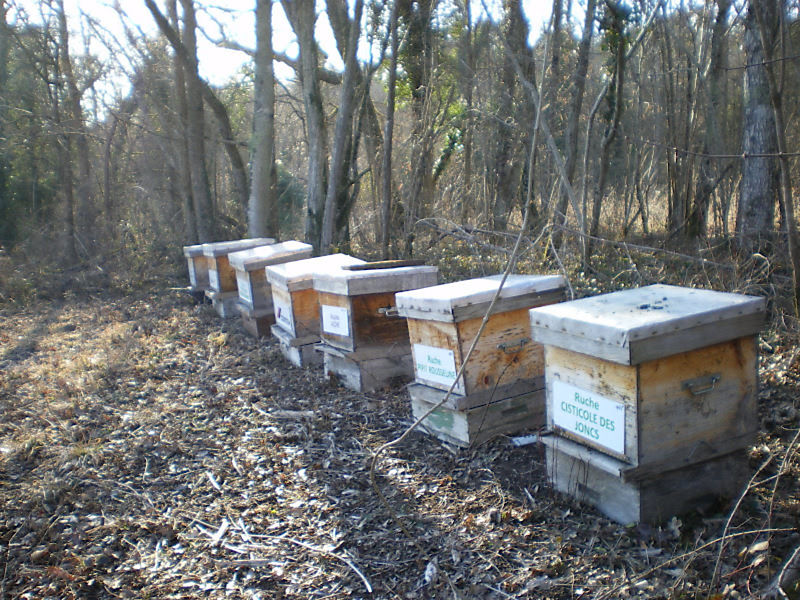 La ruche Cisticole des joncs