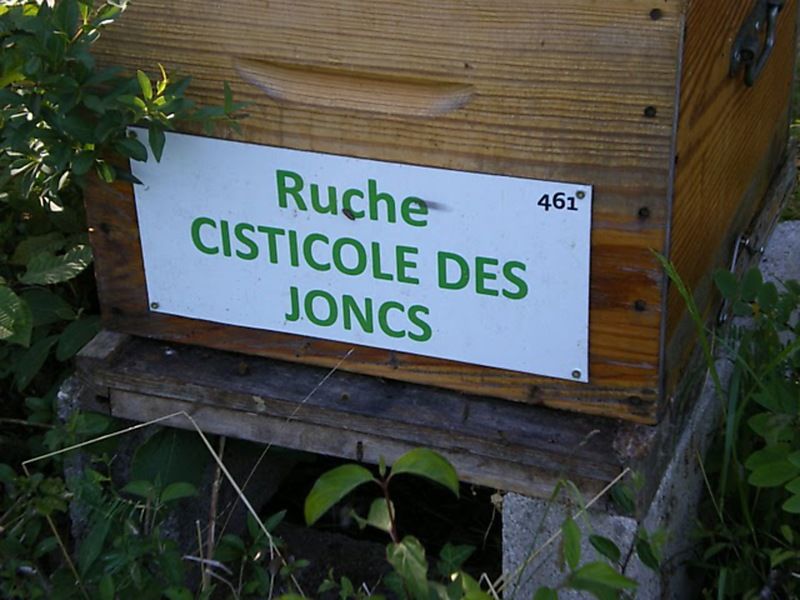 La ruche Cisticole des joncs