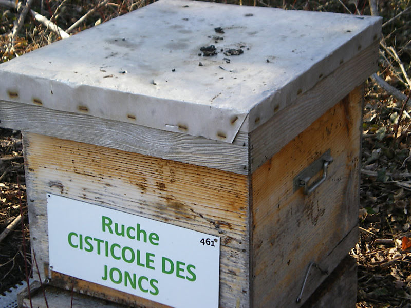 La ruche Cisticole des joncs