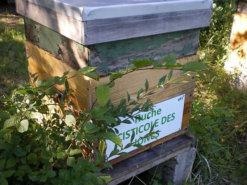 La ruche Cisticole des joncs