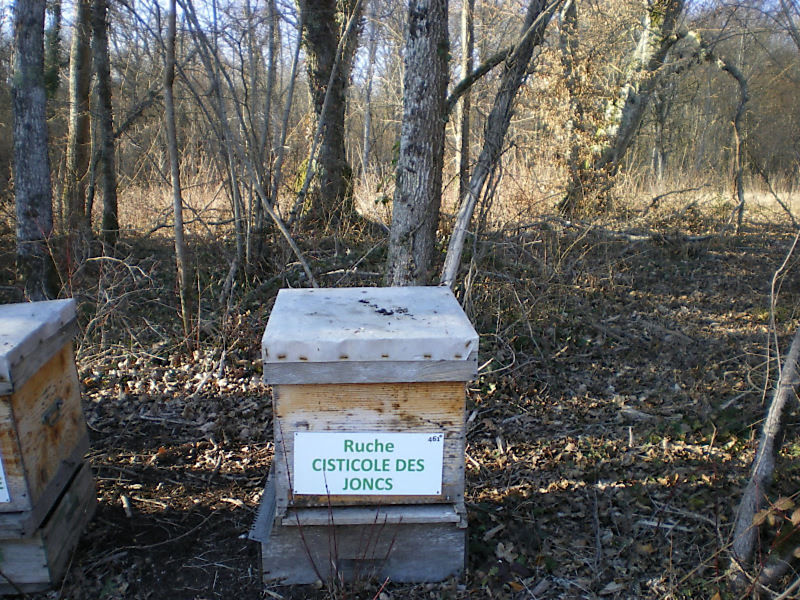 La ruche Cisticole des joncs