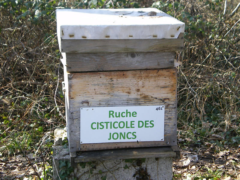 La ruche Cisticole des joncs