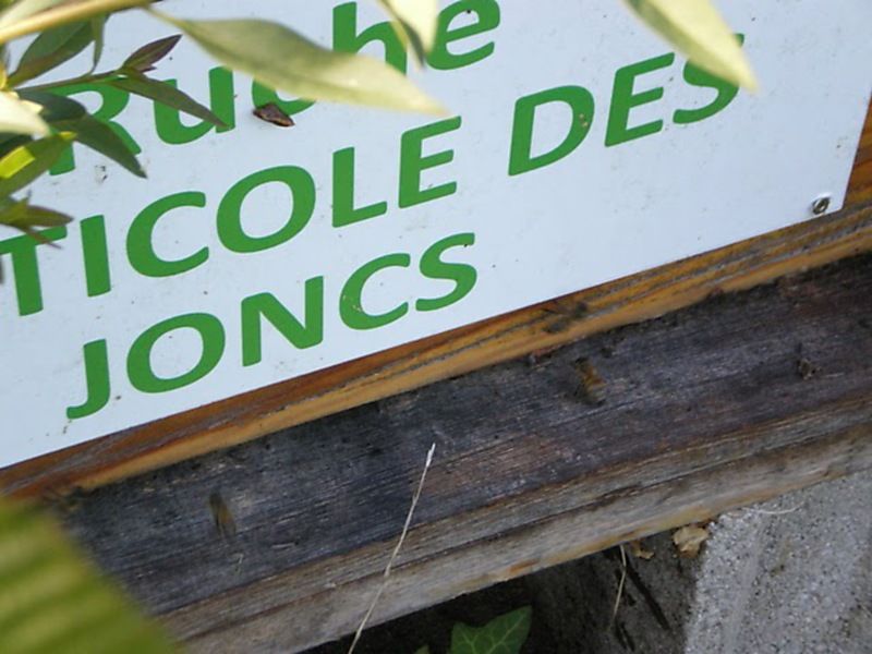 La ruche Cisticole des joncs