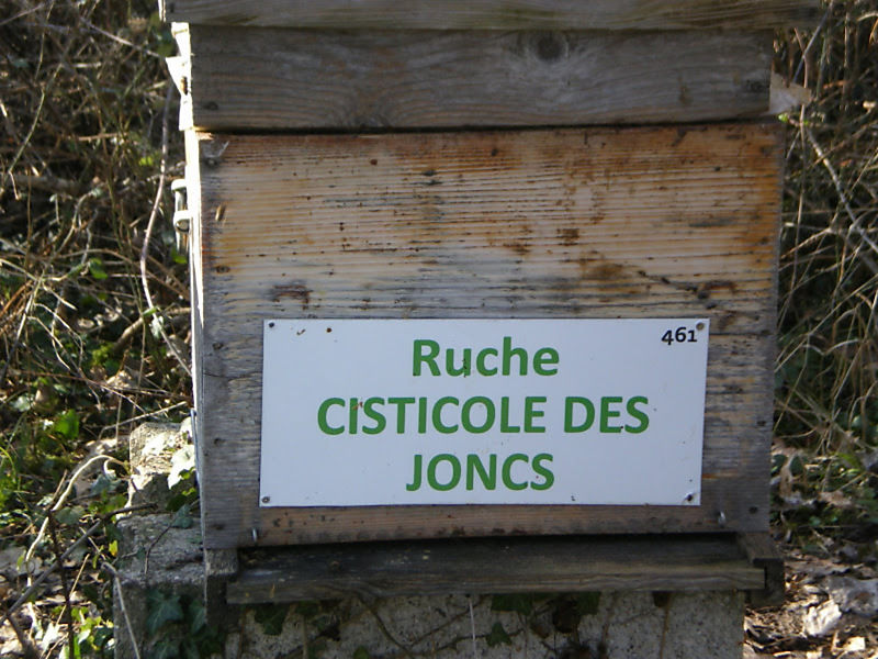 La ruche Cisticole des joncs