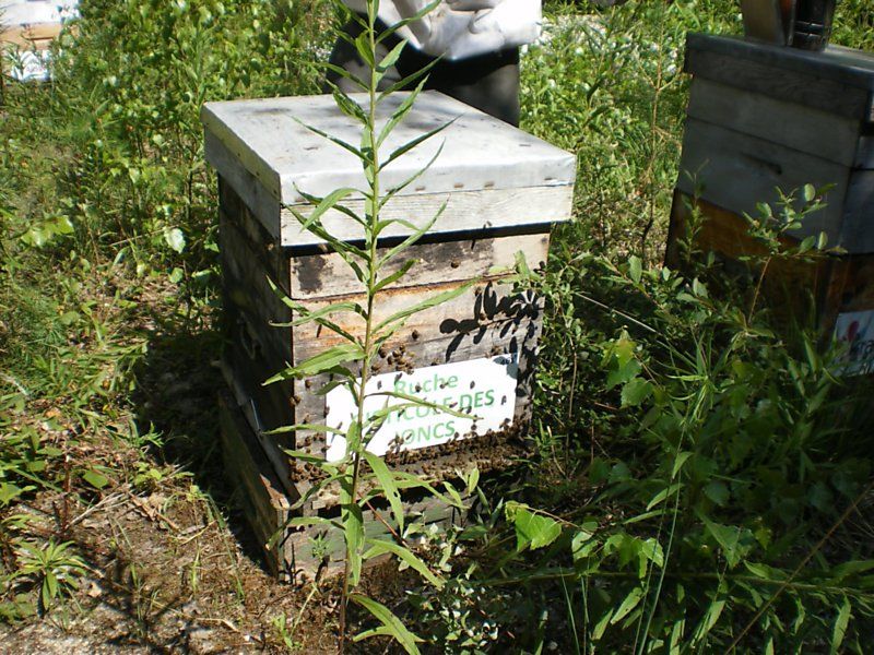 La ruche Cisticole des joncs