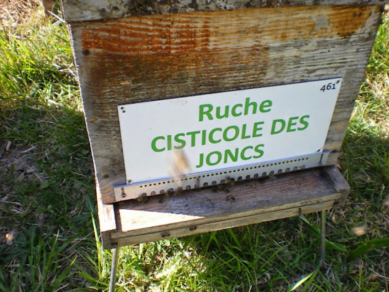 La ruche Cisticole des joncs