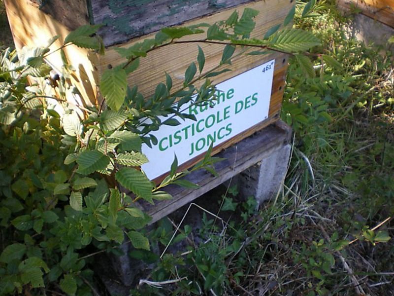 La ruche Cisticole des joncs