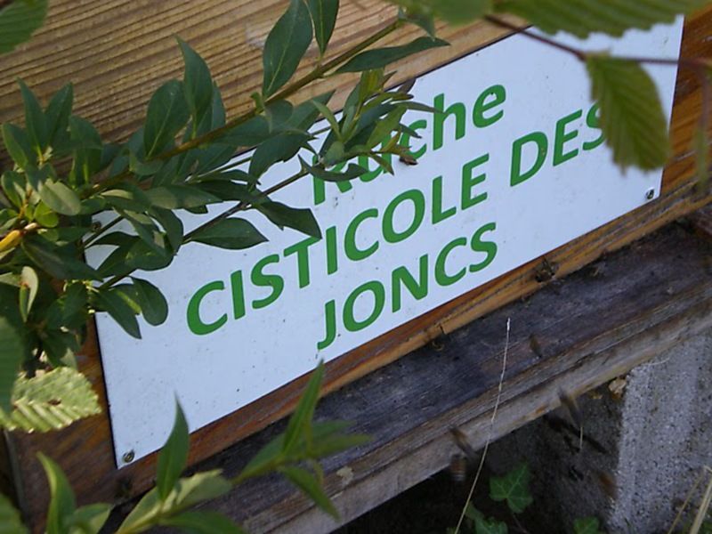 La ruche Cisticole des joncs