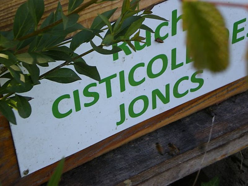 La ruche Cisticole des joncs