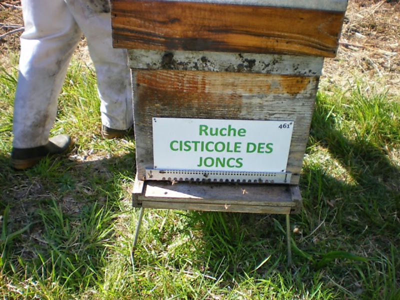 La ruche Cisticole des joncs