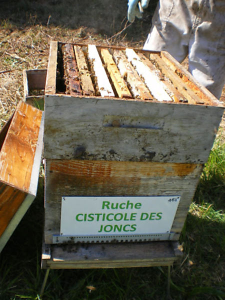 La ruche Cisticole des joncs