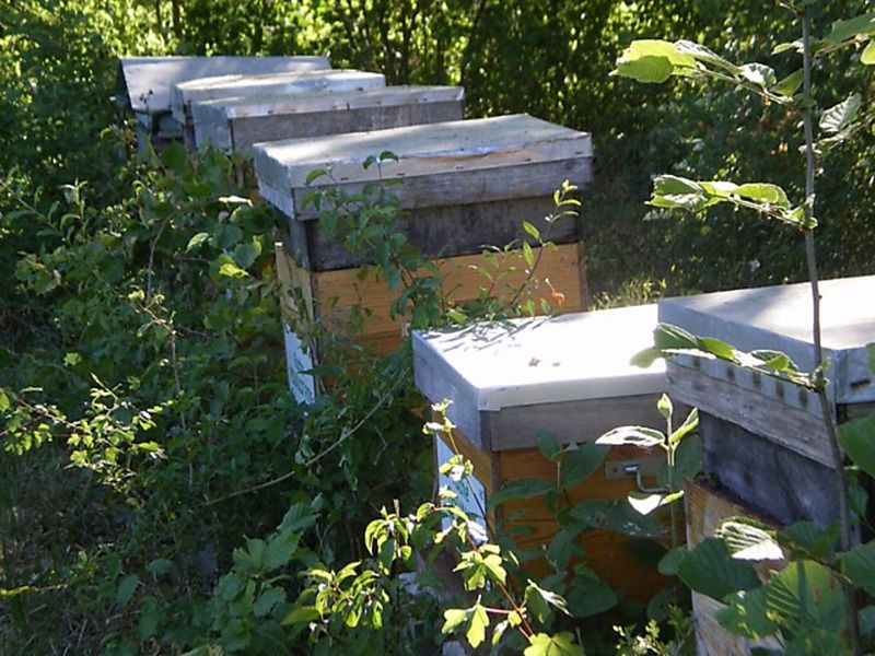 La ruche Cisticole des joncs