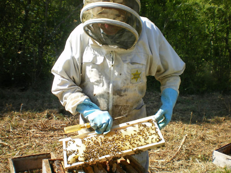 La ruche Cisticole des joncs