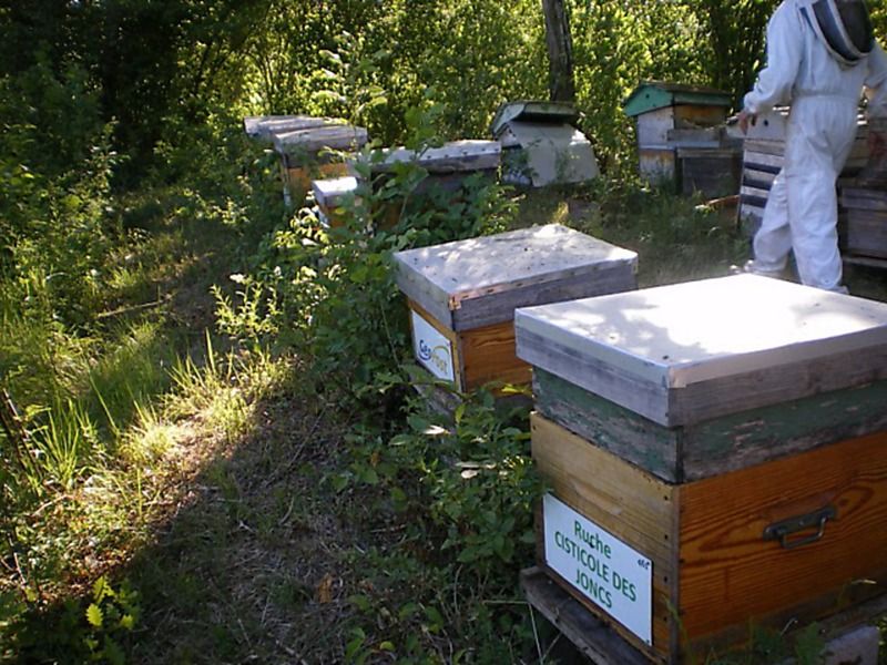 La ruche Cisticole des joncs