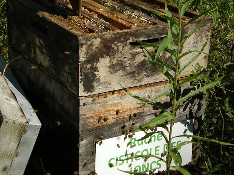 La ruche Cisticole des joncs