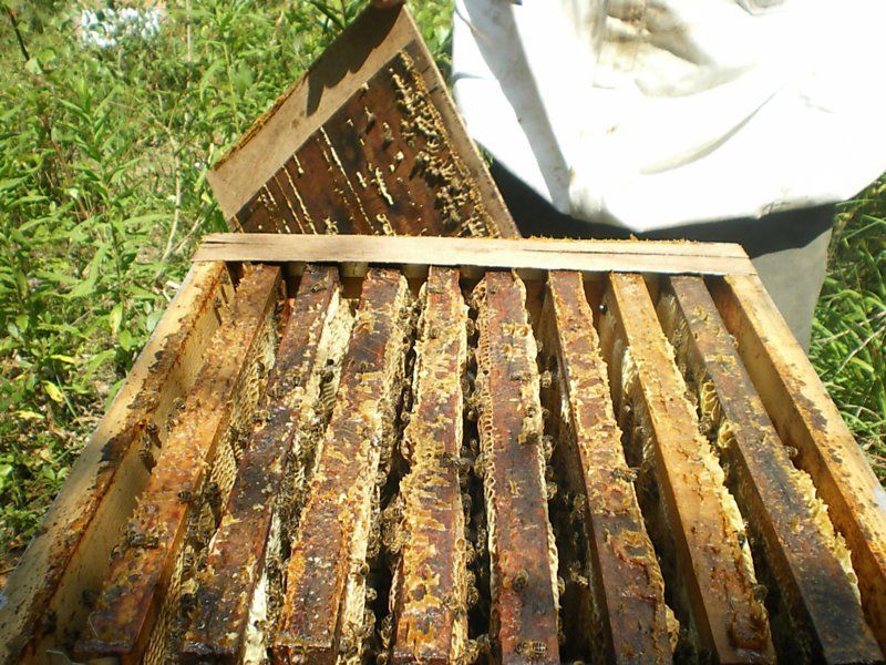 La ruche Cisticole des joncs