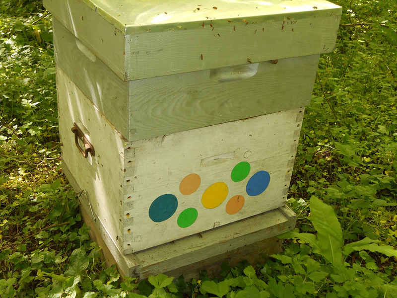 La ruche Cisticole des joncs