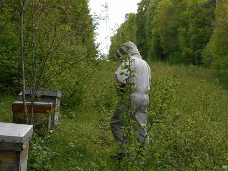 La ruche Cisticole des joncs