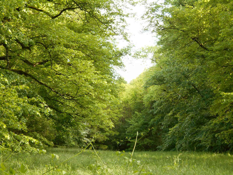 La ruche Cisticole des joncs