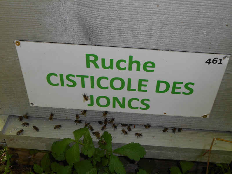 La ruche Cisticole des joncs