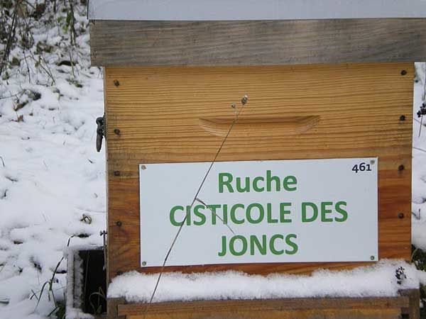 La ruche Cisticole des joncs