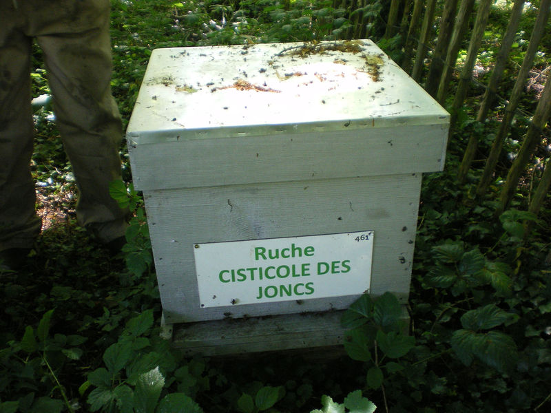 La ruche Cisticole des joncs