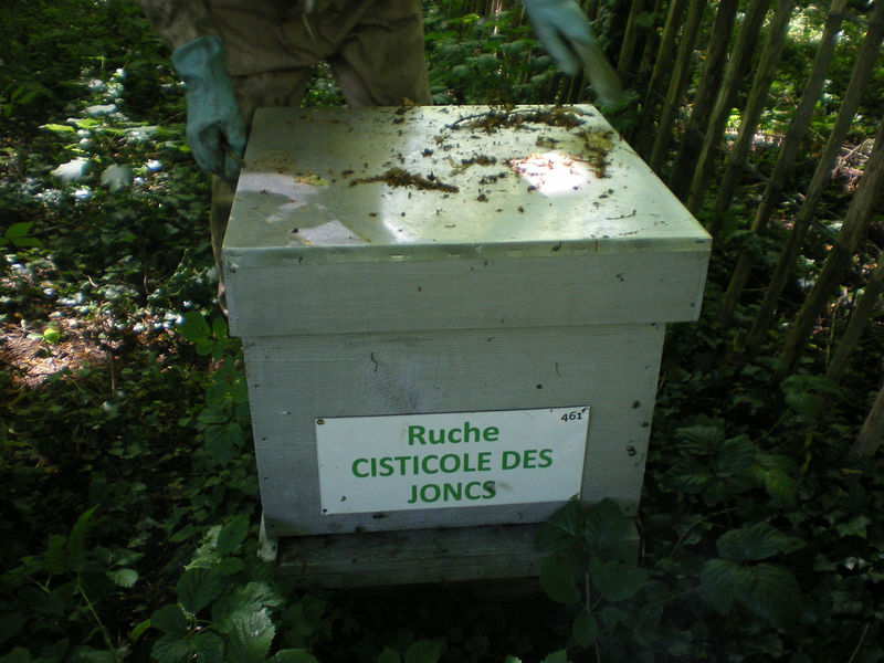 La ruche Cisticole des joncs