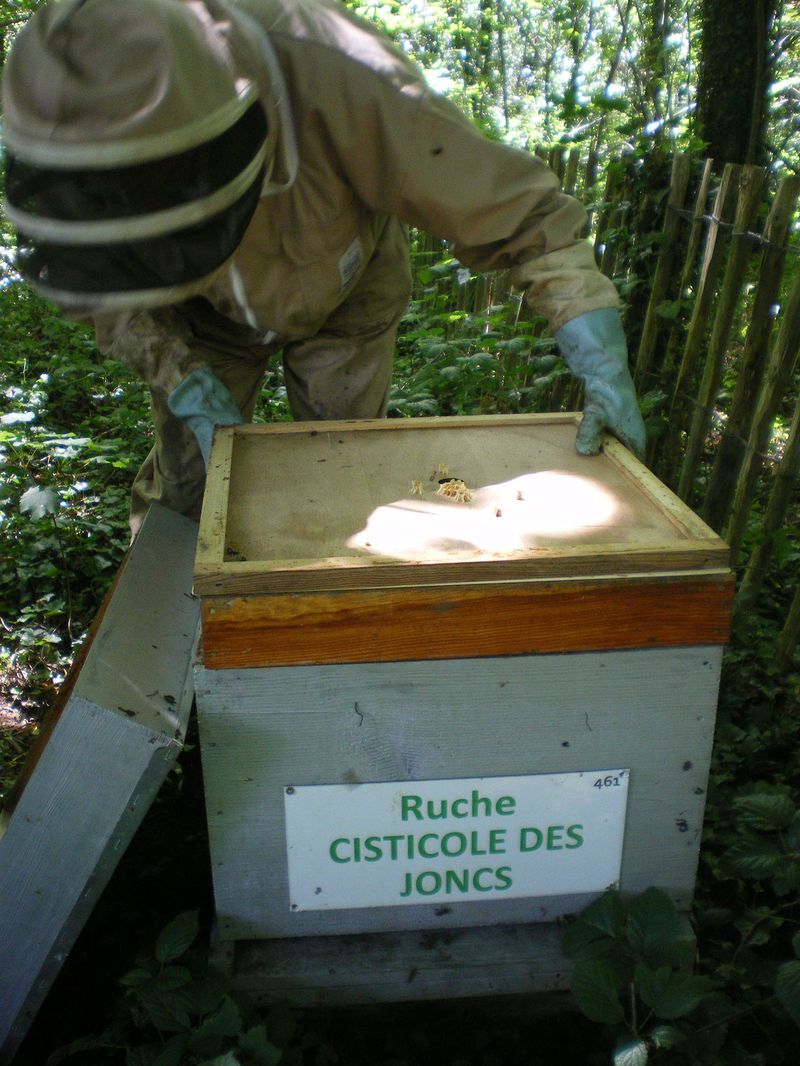 La ruche Cisticole des joncs