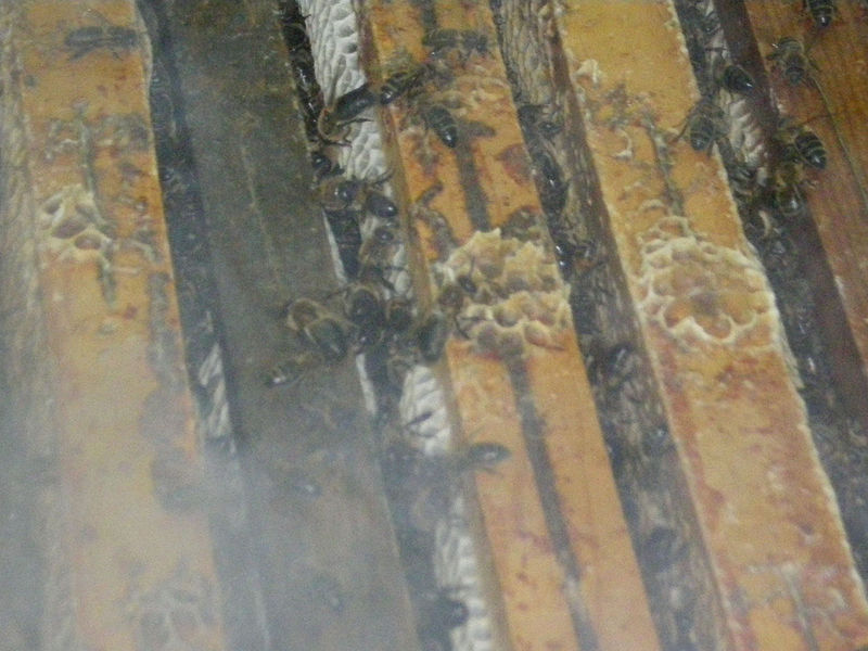 La ruche Cisticole des joncs