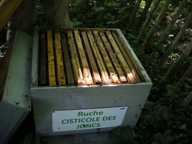 La ruche Cisticole des joncs