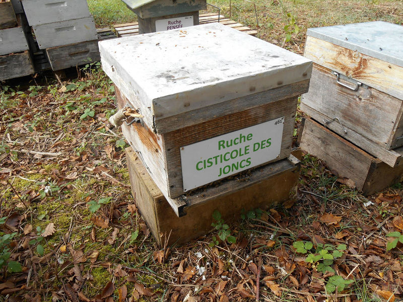 La ruche Cisticole des joncs