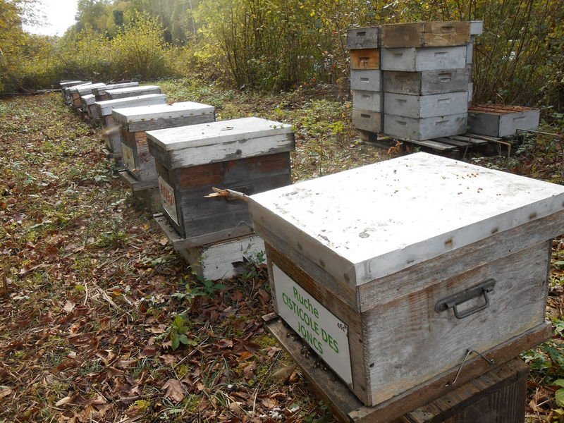 La ruche Cisticole des joncs