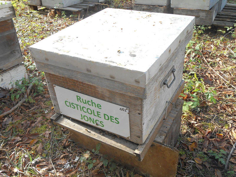 La ruche Cisticole des joncs