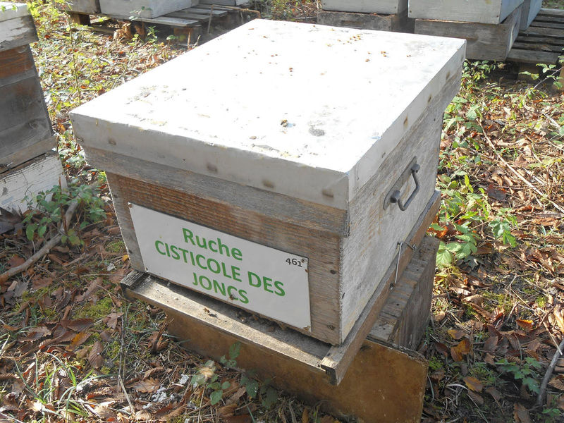 La ruche Cisticole des joncs