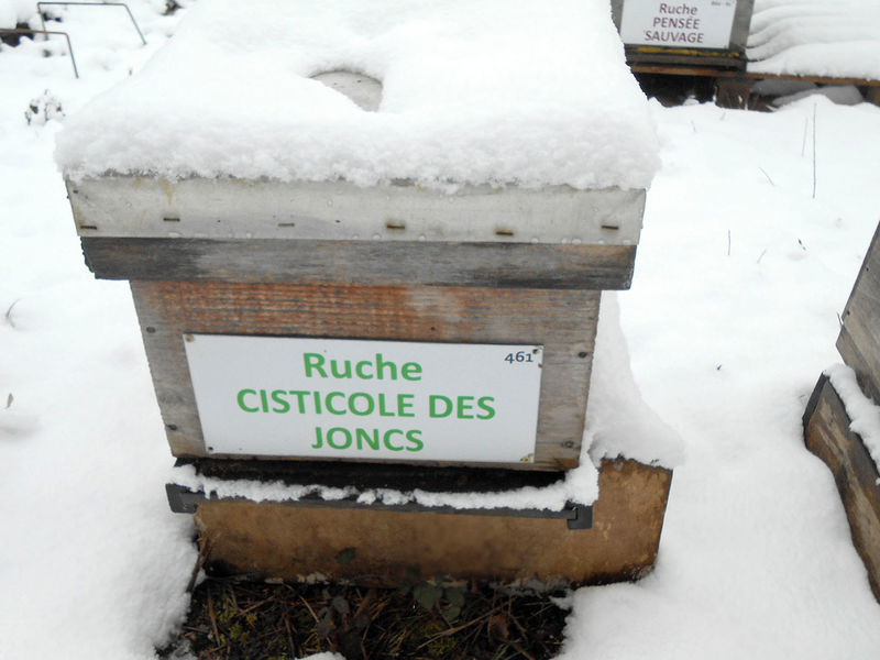 La ruche Cisticole des joncs