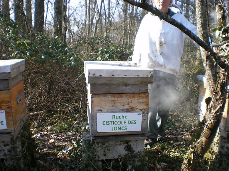 La ruche Cisticole des joncs