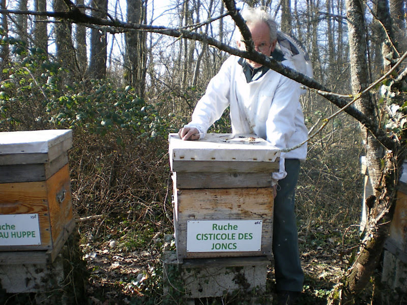 La ruche Cisticole des joncs