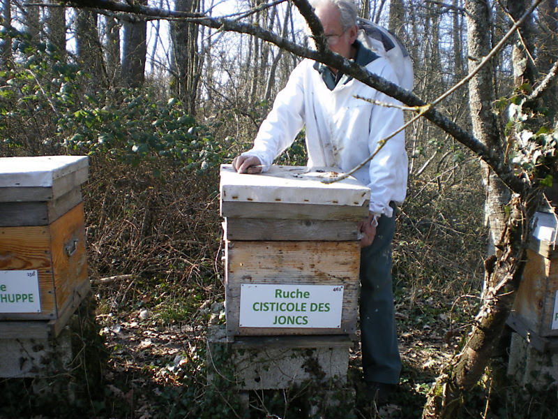 La ruche Cisticole des joncs